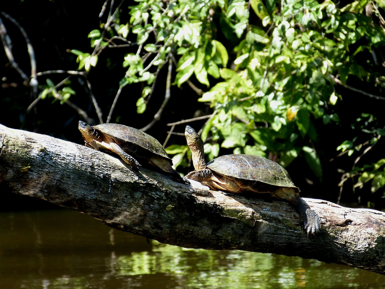 turtles turtle animal free photo