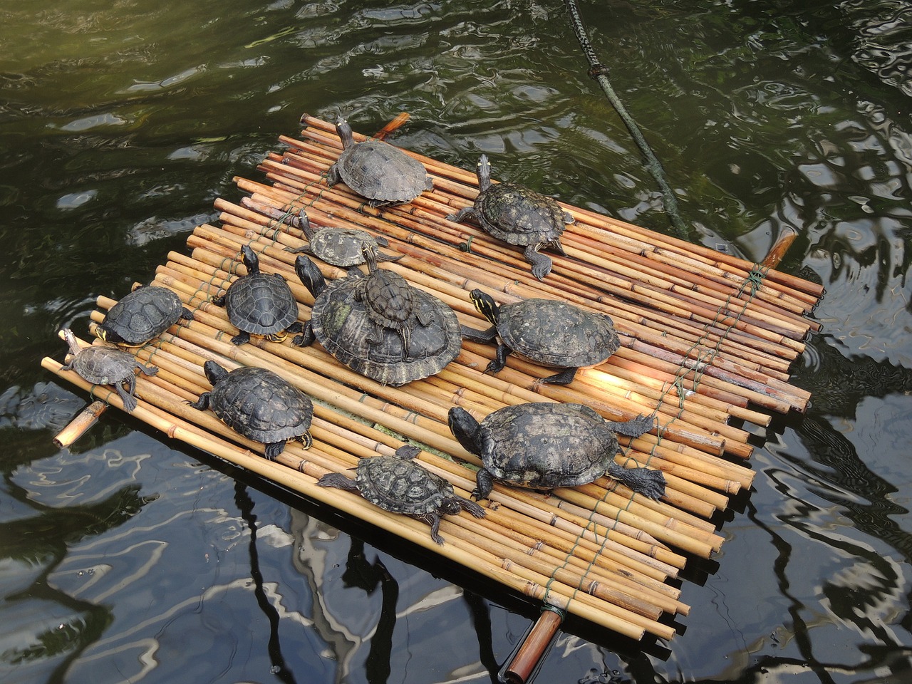 turtles raft water turtle free photo