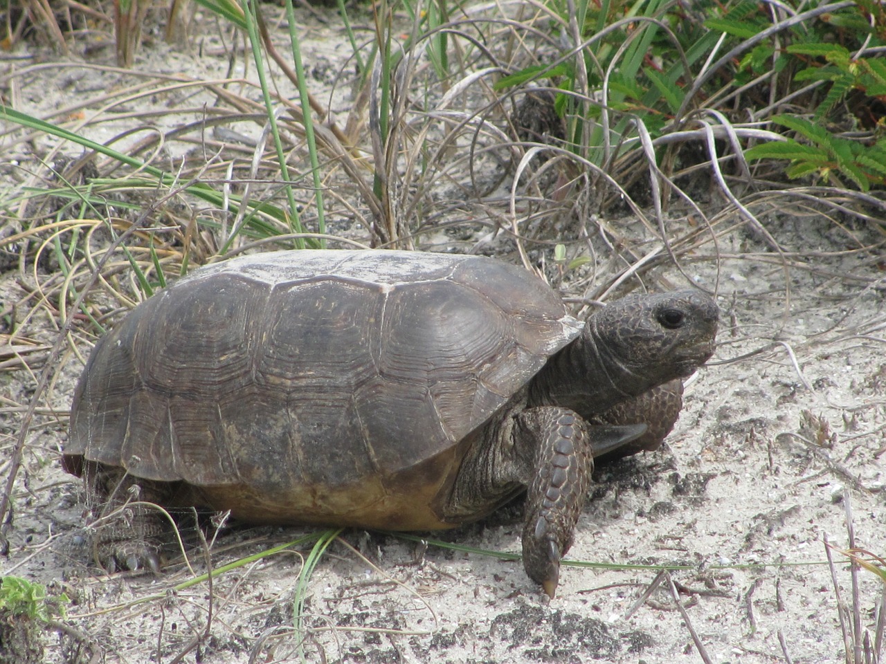 turtles tortoise animals free photo