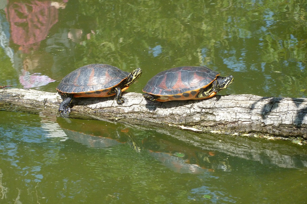 turtles sun pond free photo