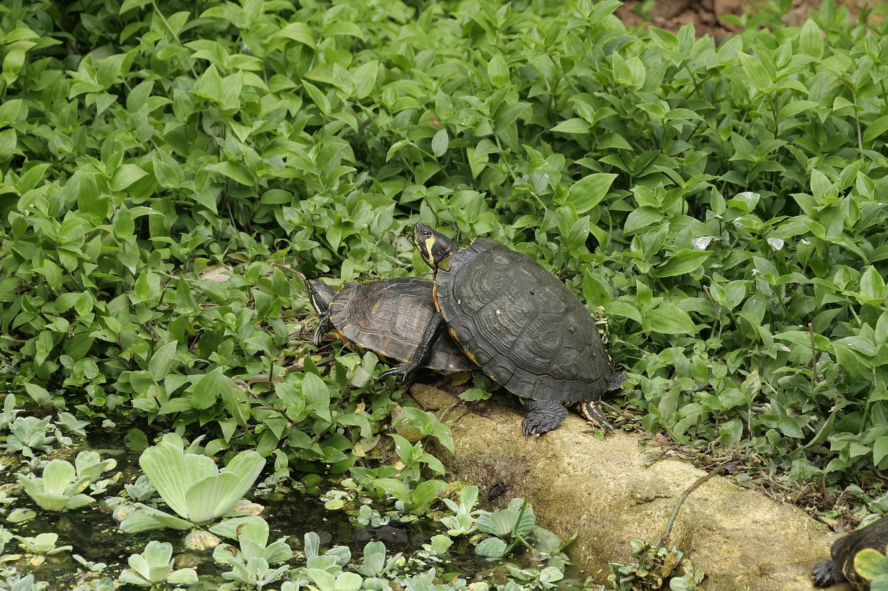 turtles  reptile  nature free photo