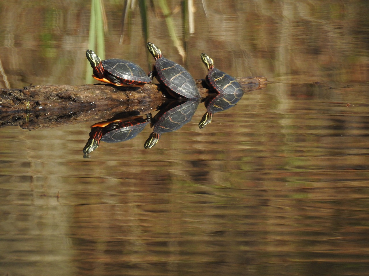 turtles  nature  water free photo