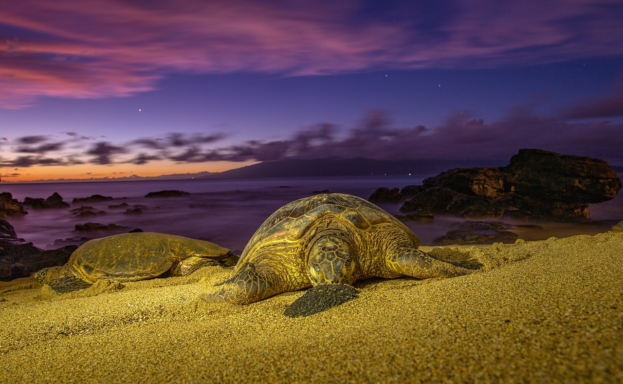 turtles  sunset  turtle free photo