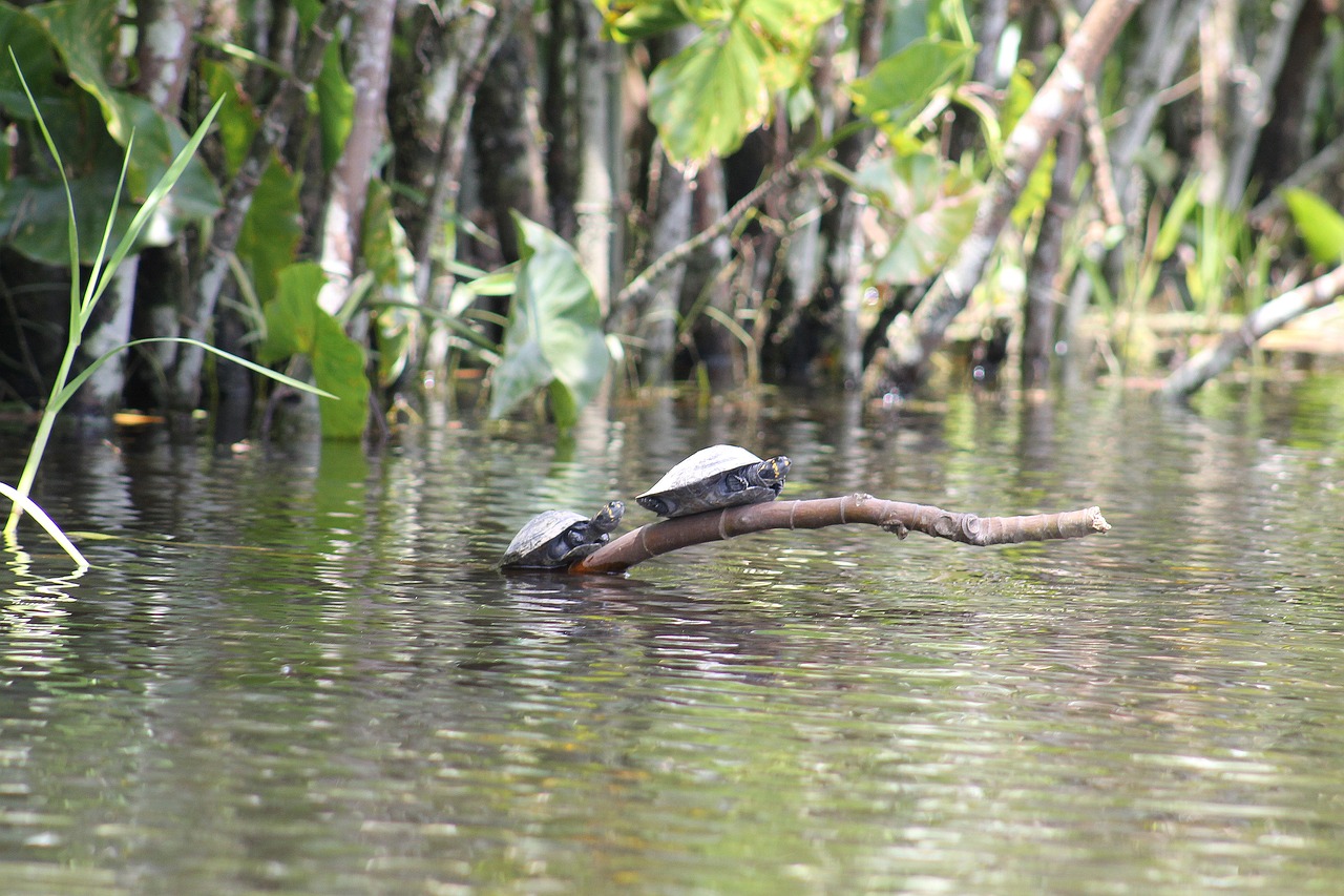 turtles  amazon  river free photo