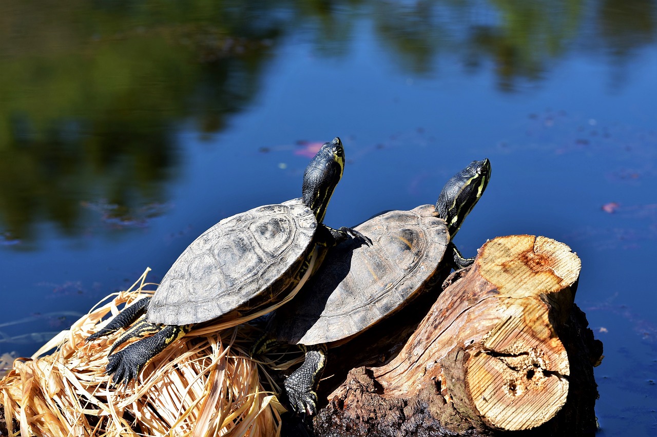 turtles  reptile  tortoise shell free photo