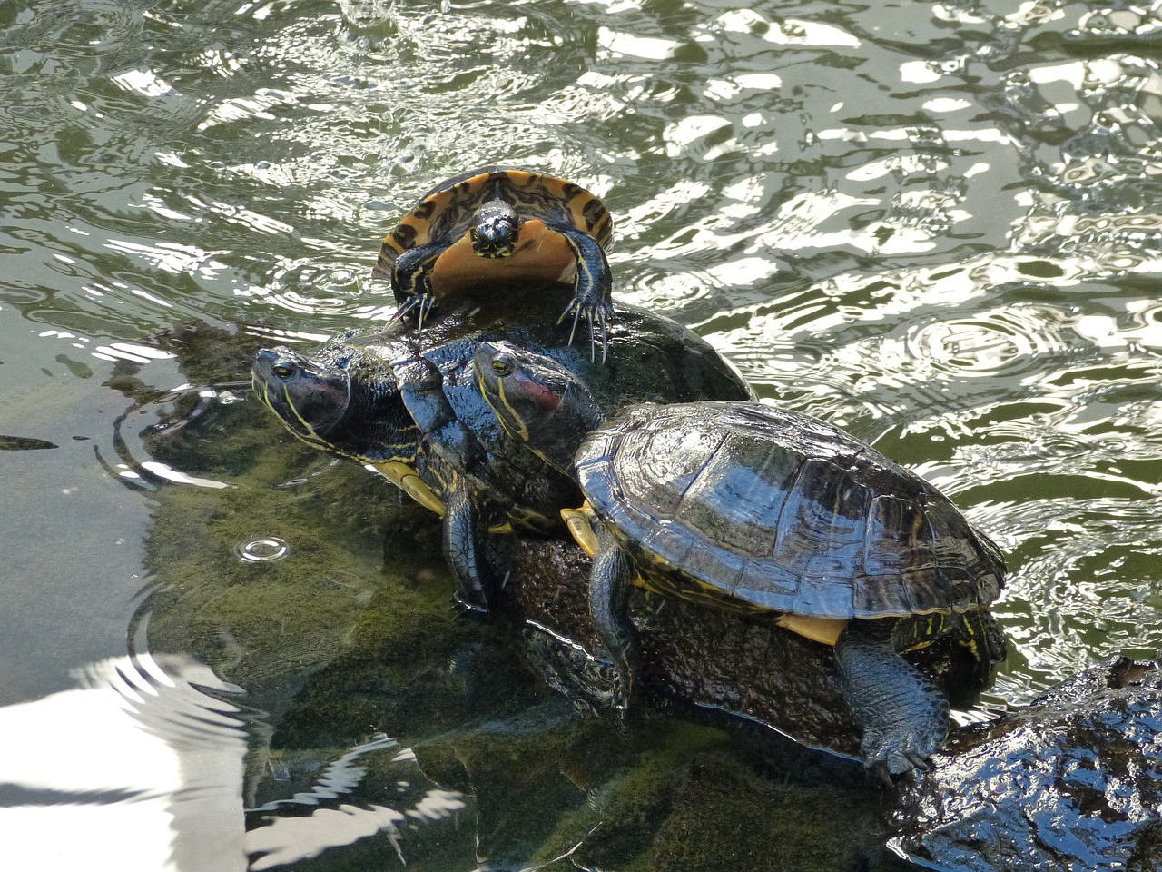 turtles  water  animal free photo