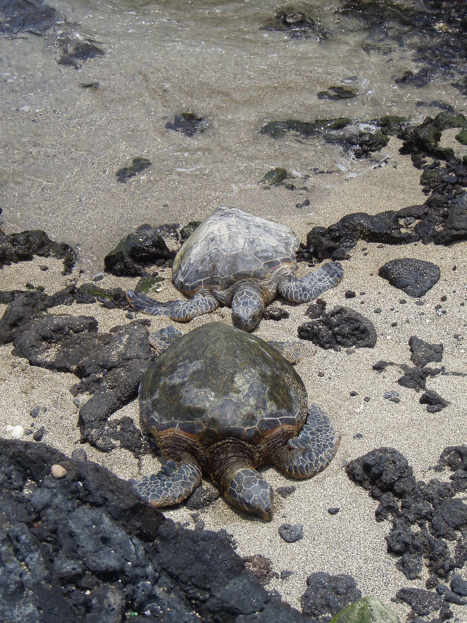 turtles  couple  hawaii free photo