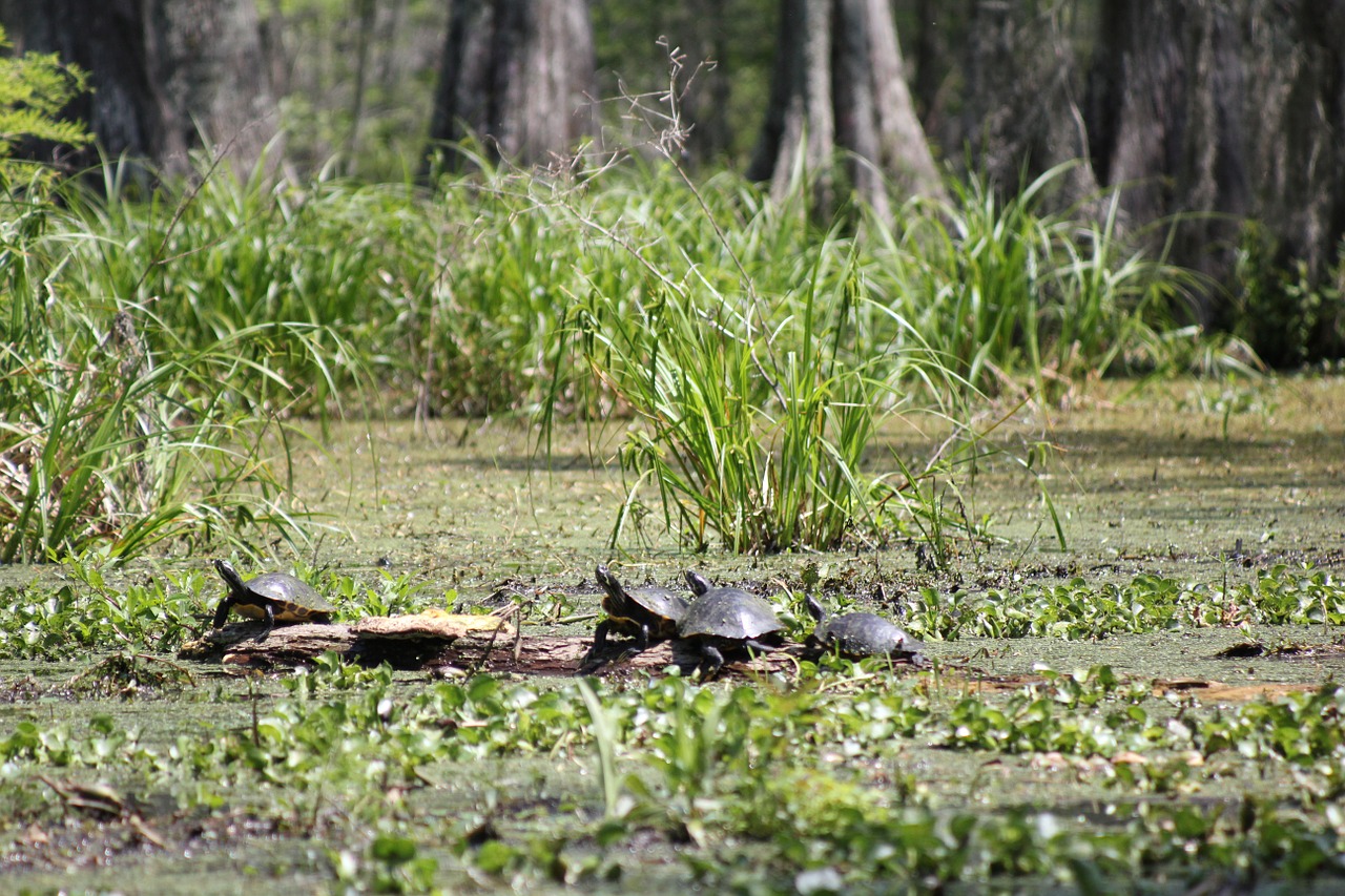 turtles swamp nature free photo
