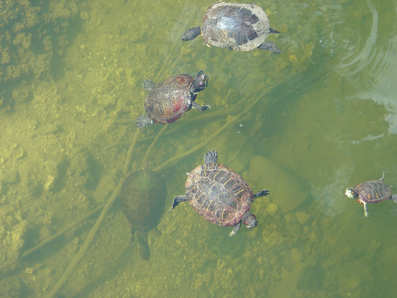 turtles water lake free photo