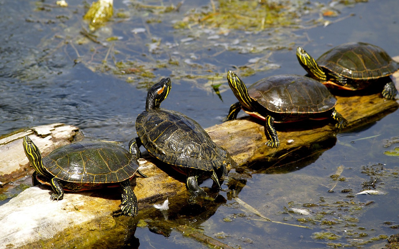 turtles sushwap lake free photo