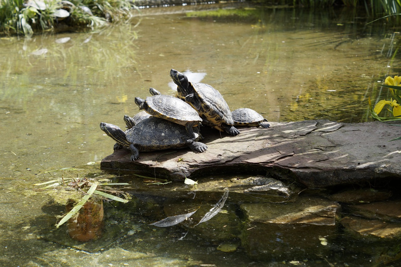 turtles bask on the water free photo