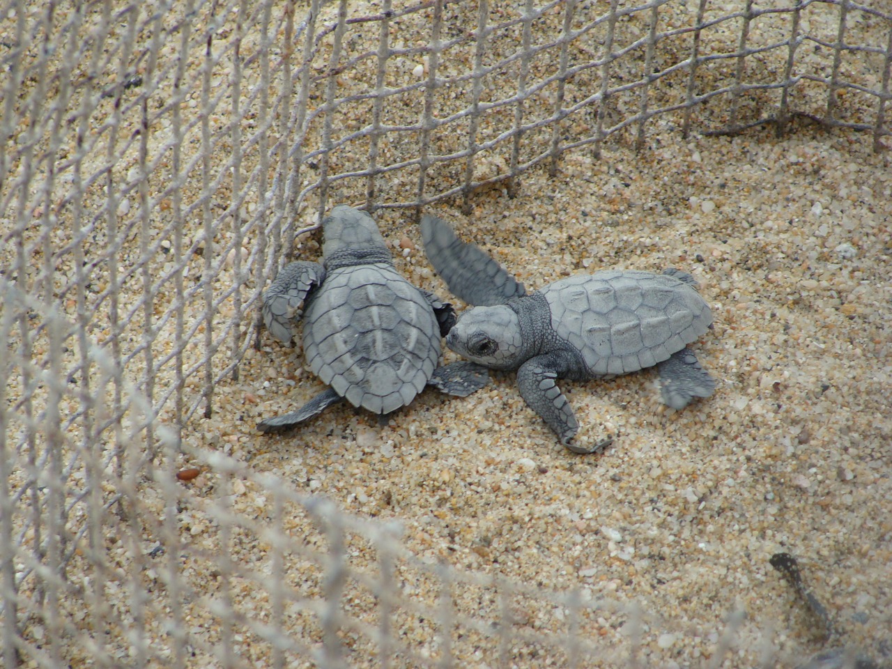 turtles care turtle free photo
