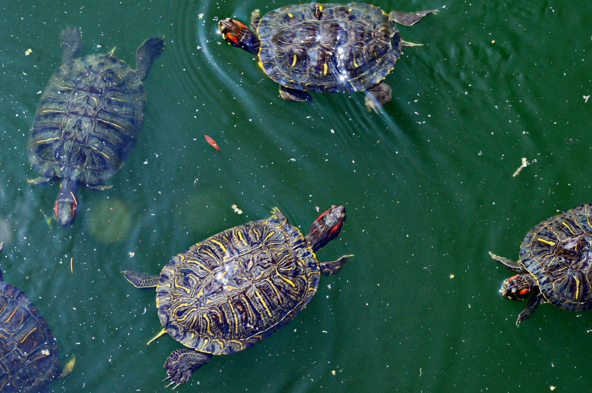 turtles turtle swimming free photo