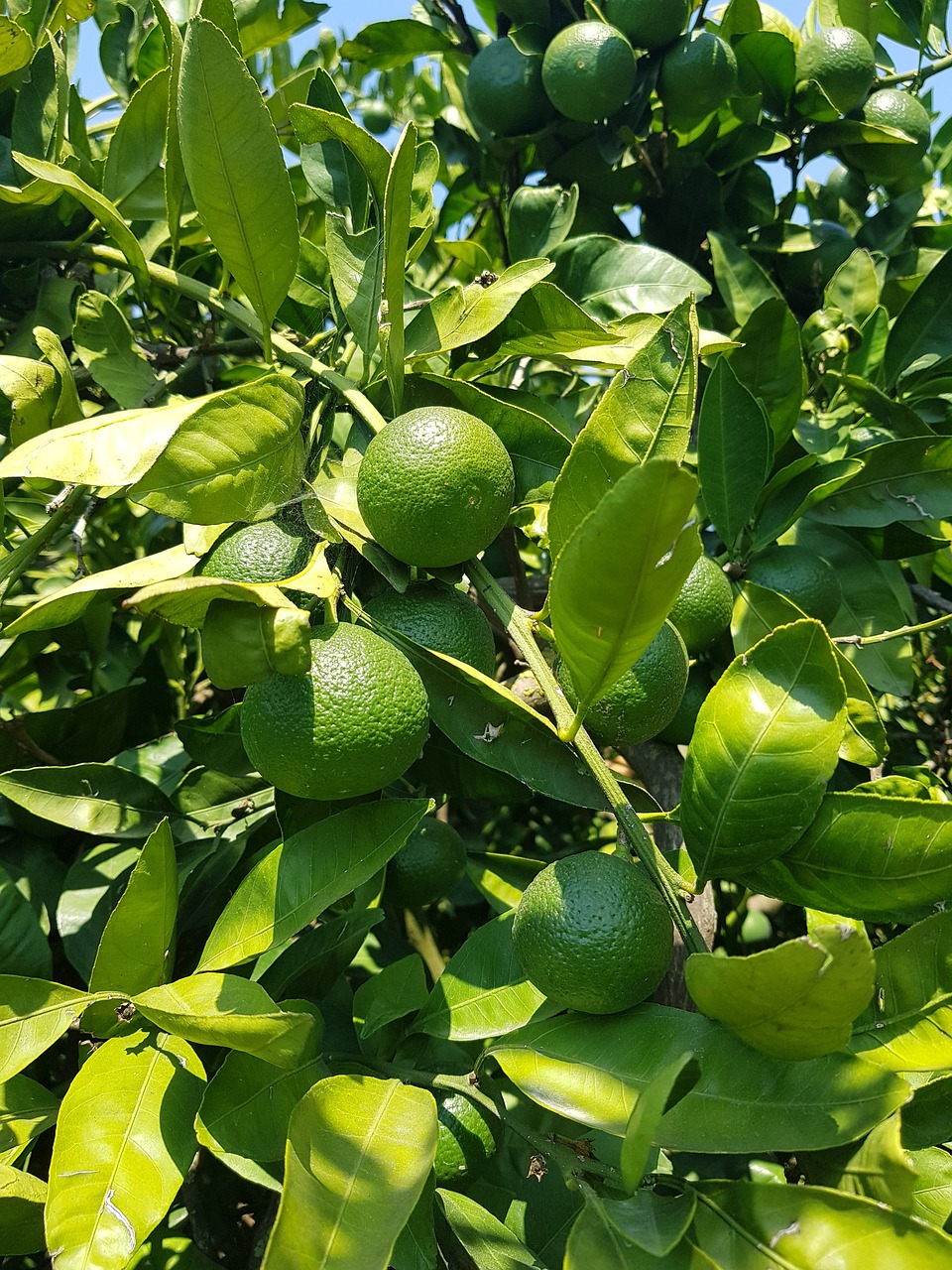 turunç  tangerine  green free photo