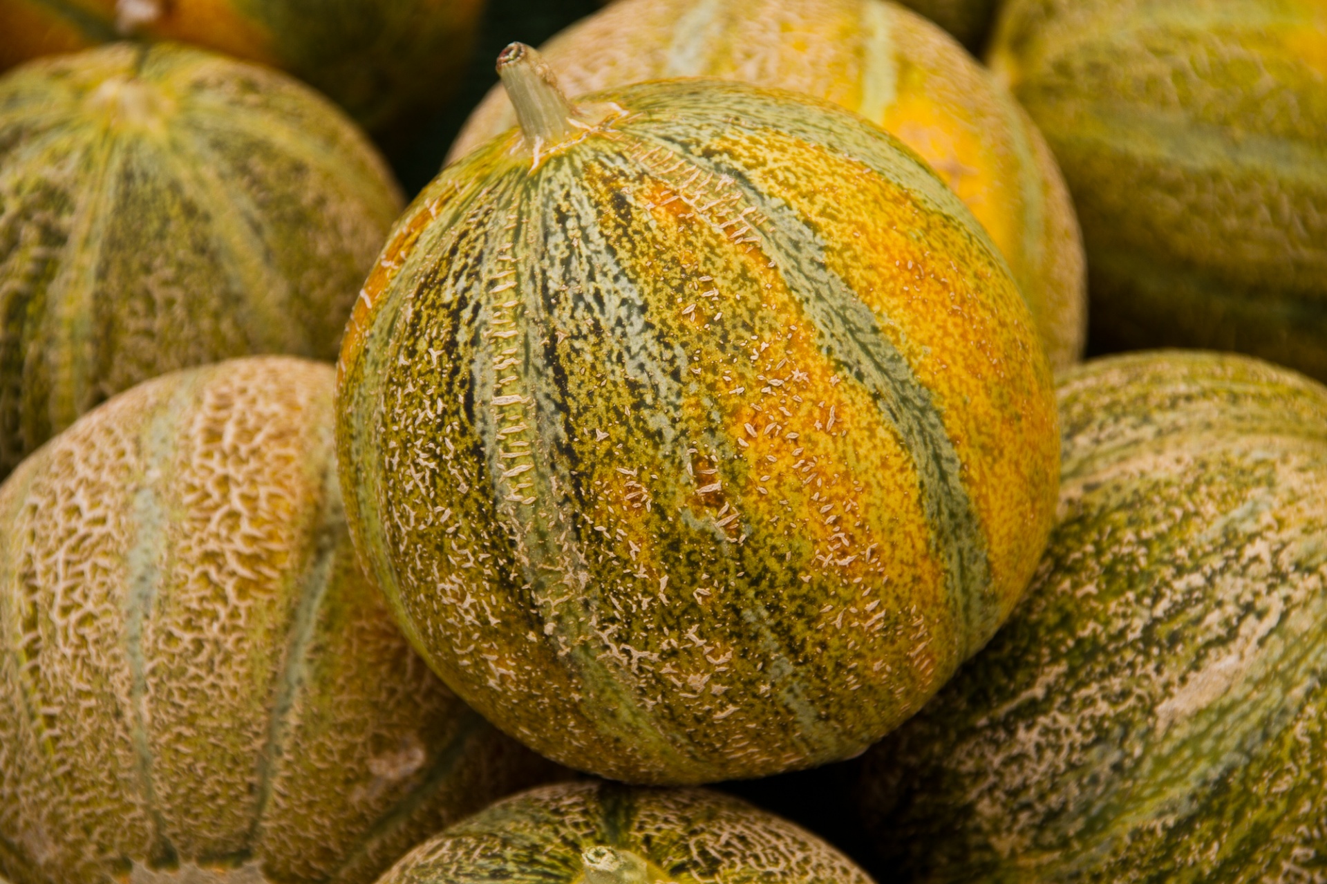 melon fruit farmer's market free photo