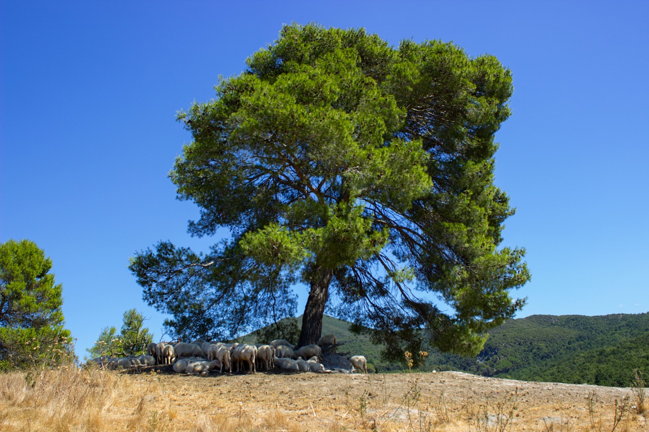 tuscany oak forest flock of sheep free photo