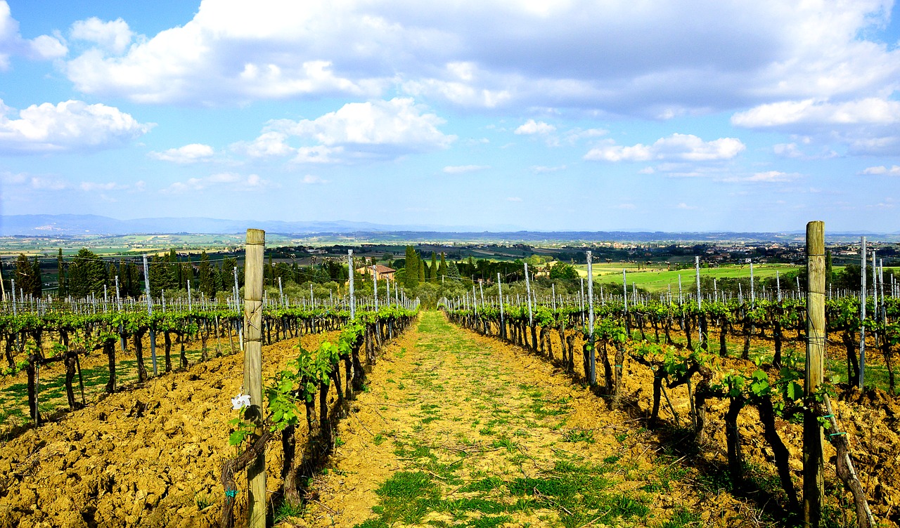 tuscany winegrowing vine free photo