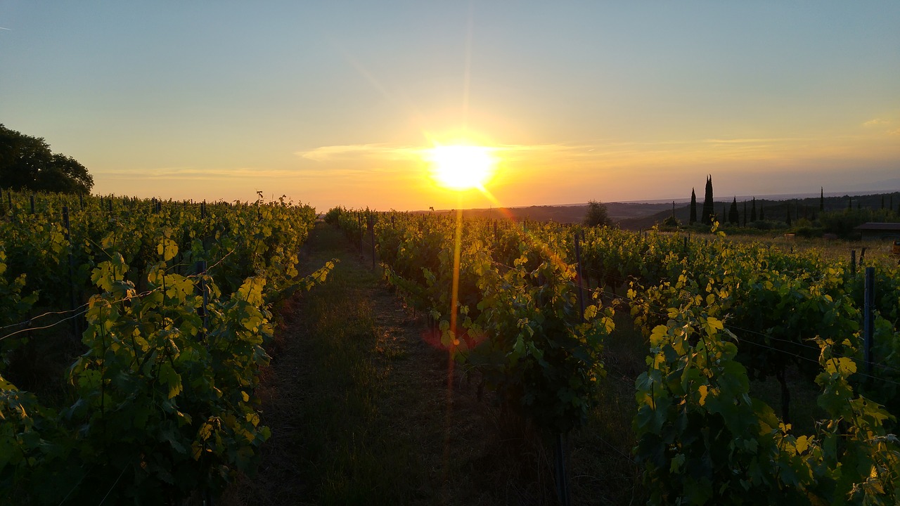 tuscany italy wine free photo