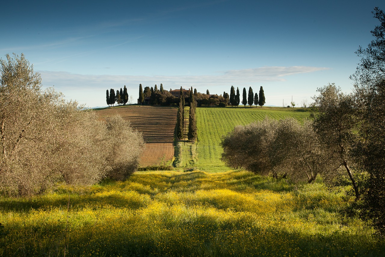 tuscany mansion olive tree free photo