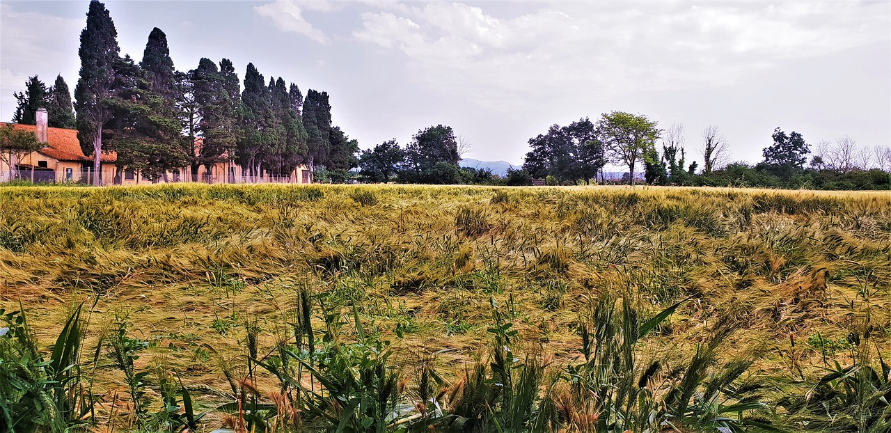 tuscany  wheat  italy free photo