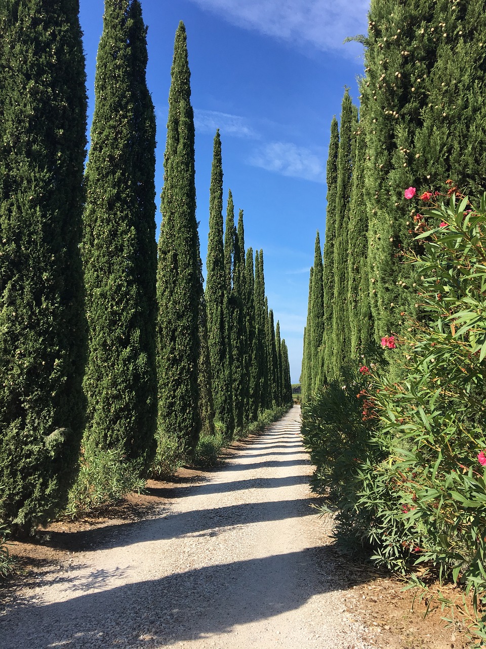 tuscany  cypress  alley free photo