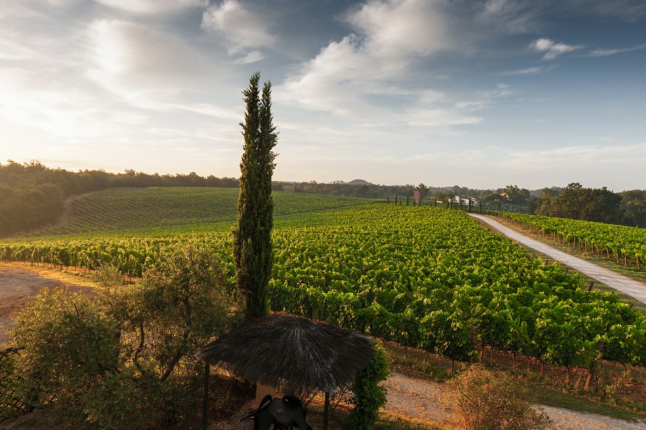 tuscany grape field free photo