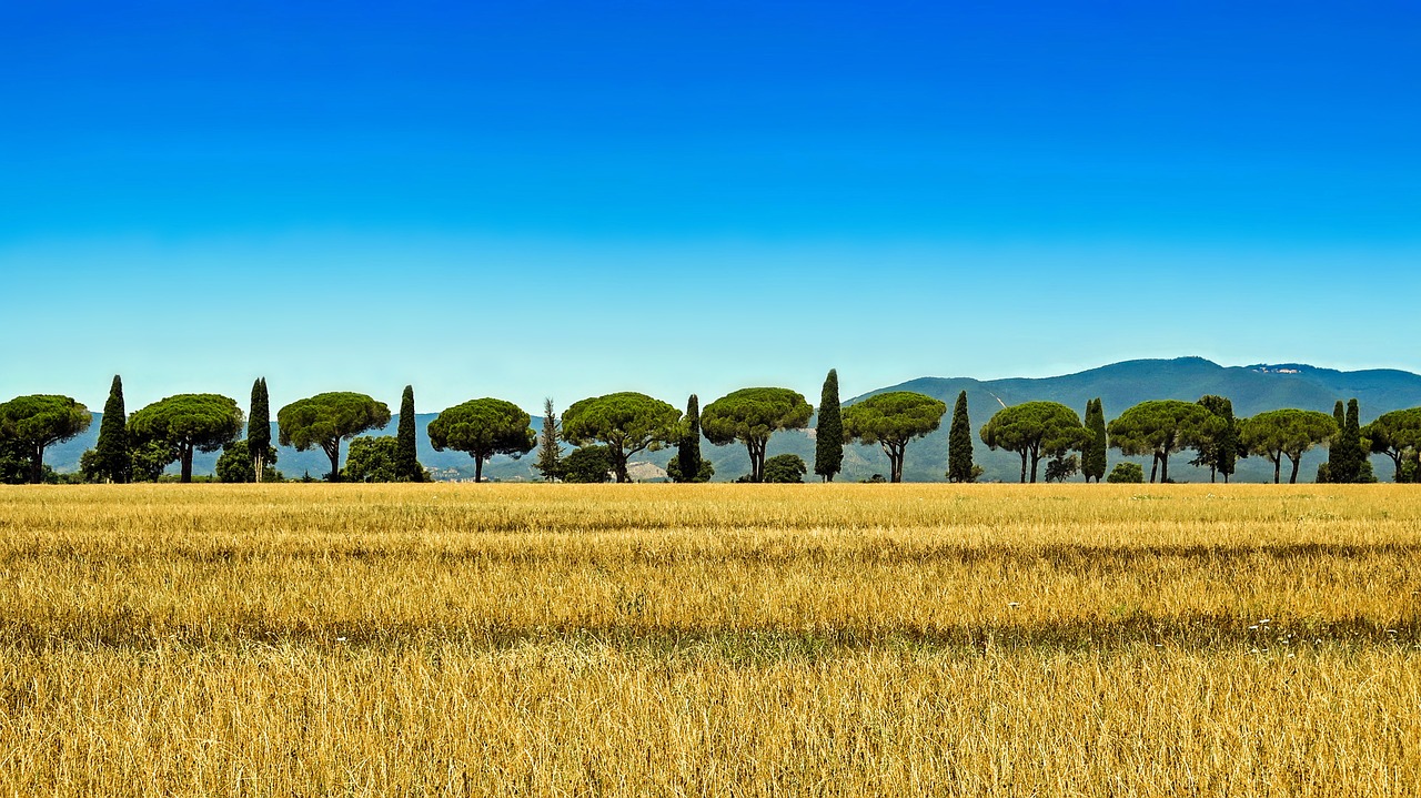 tuscany cypress italy free photo