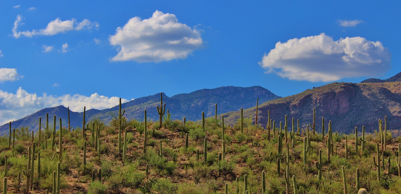 tuscon arizona desert free photo