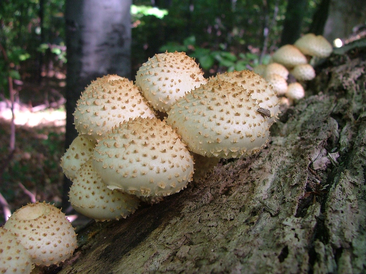 tuskógombák mushroom forest free photo