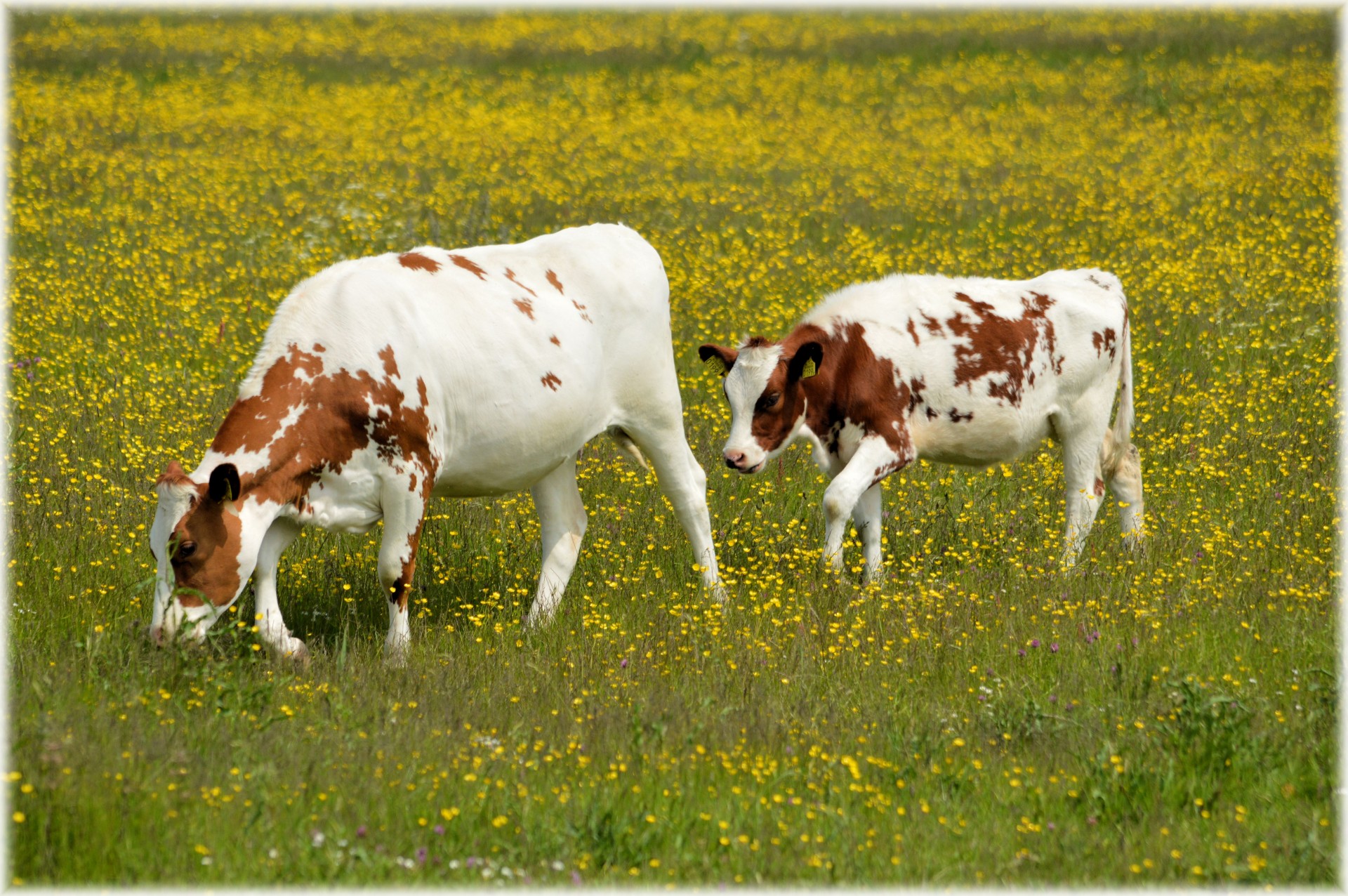 cows grazing farm free photo