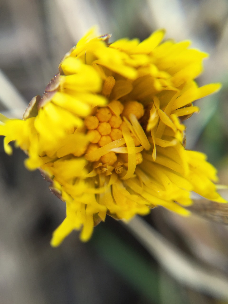tussilago flowers spring free photo