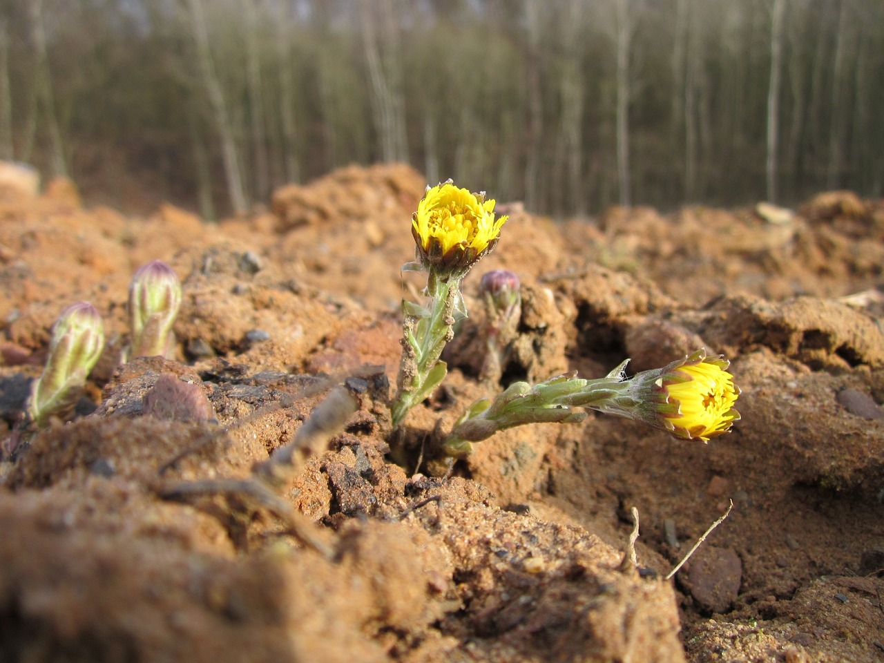 tussilago coltsfoot plant free photo