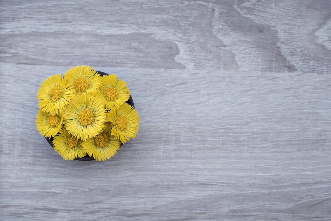 tussilago farfara flower flowers free photo