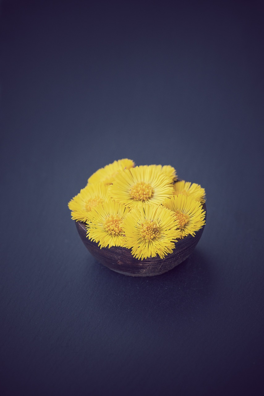 tussilago farfara flower flowers free photo