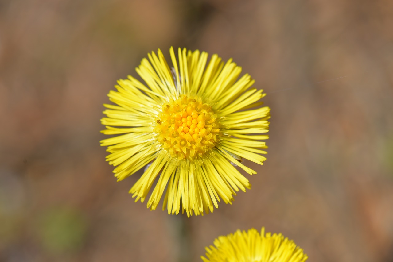 tussilago farfara yellow plant free photo