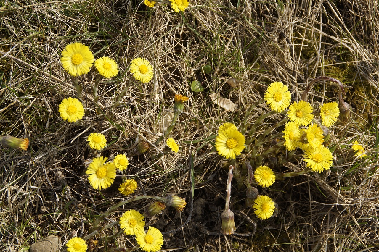 tussilago farfara spring cough free photo