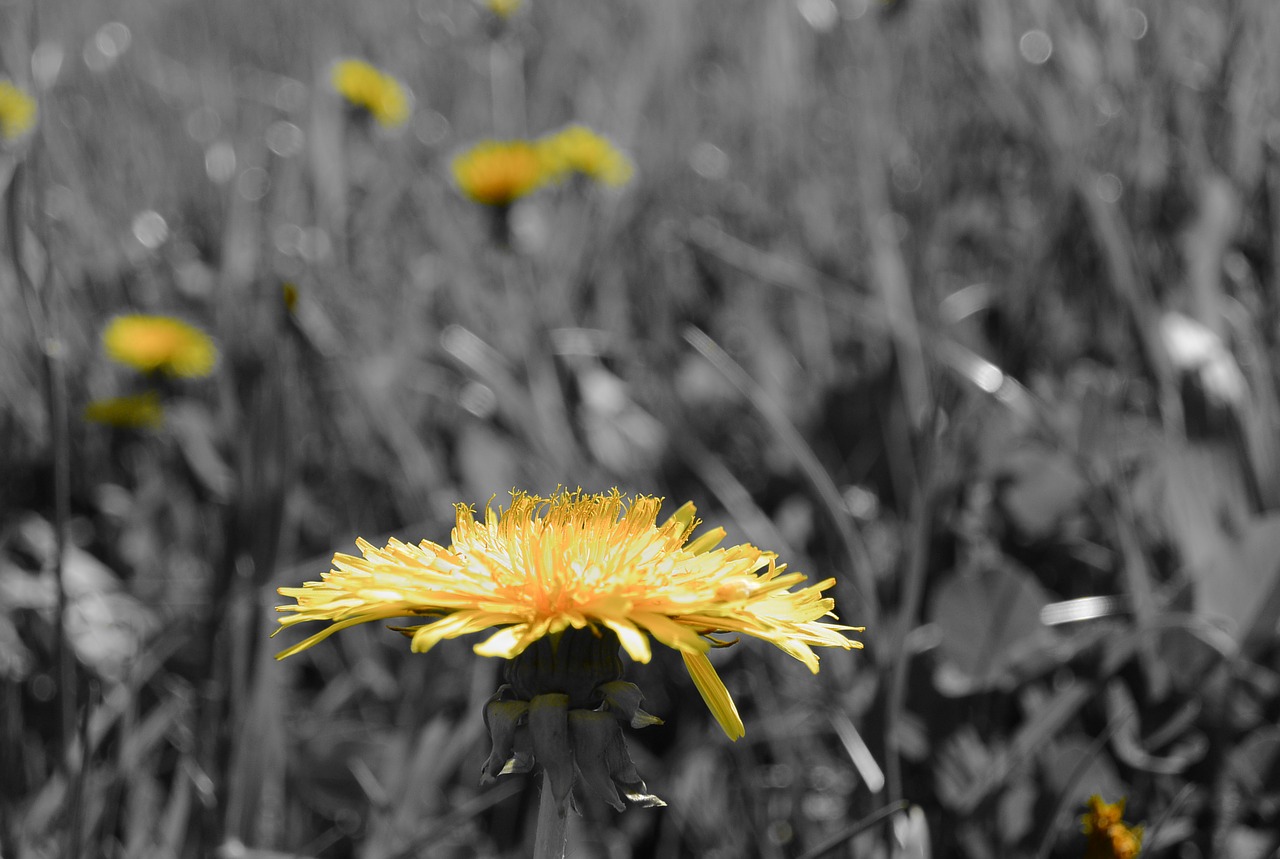 tussilago farfara blossom bloom free photo