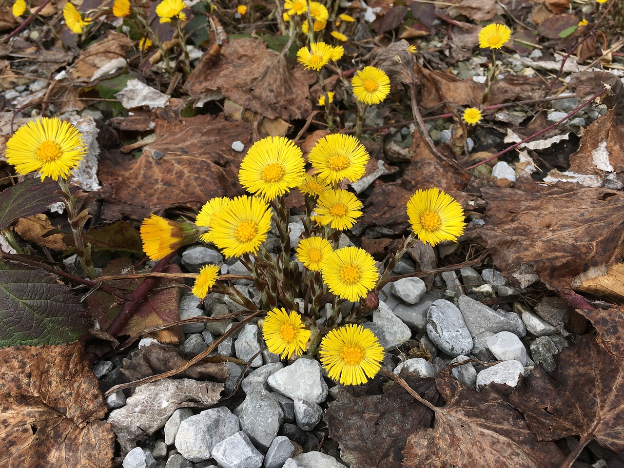 tussilago farfara spring yellow free photo