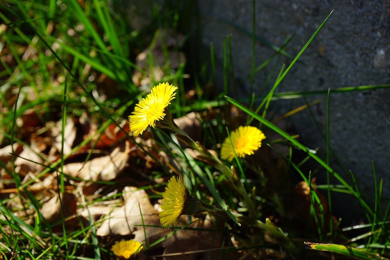 tussilago farfara flower blossom free photo