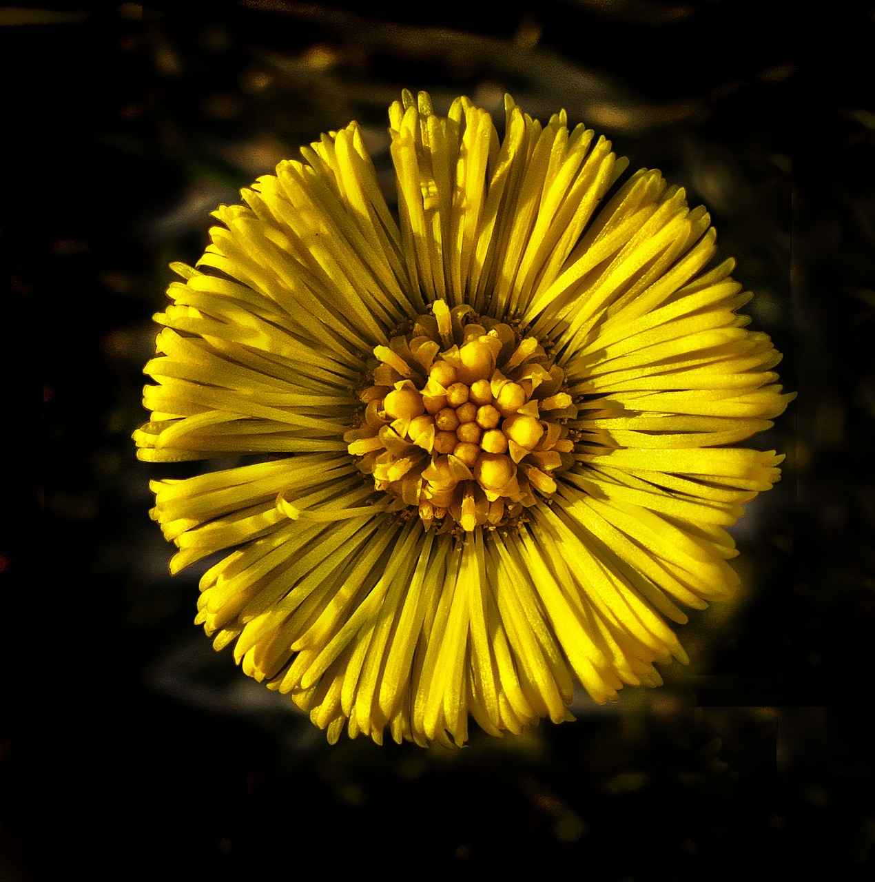 tussilago farfara blossom bloom free photo