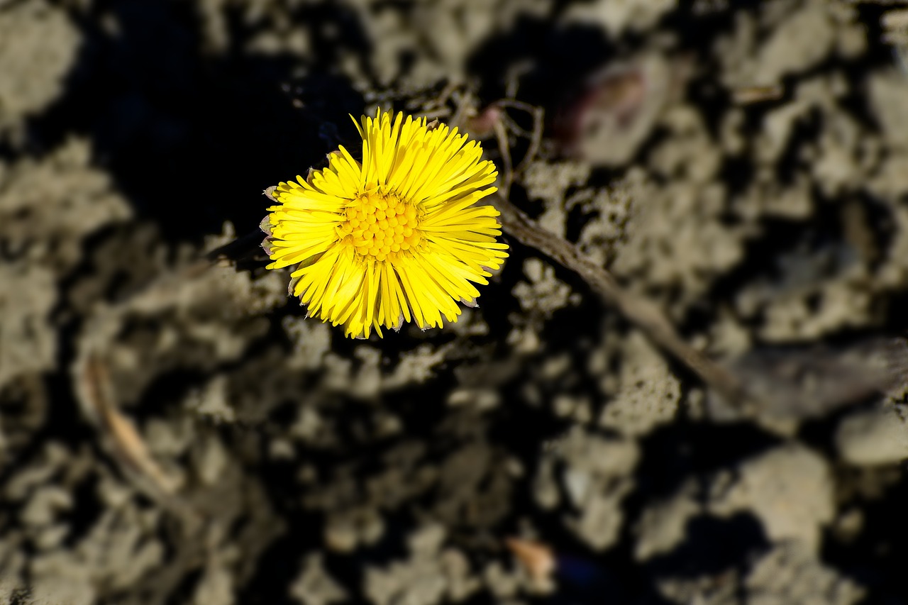 tussilago farfara  yellow  flower free photo