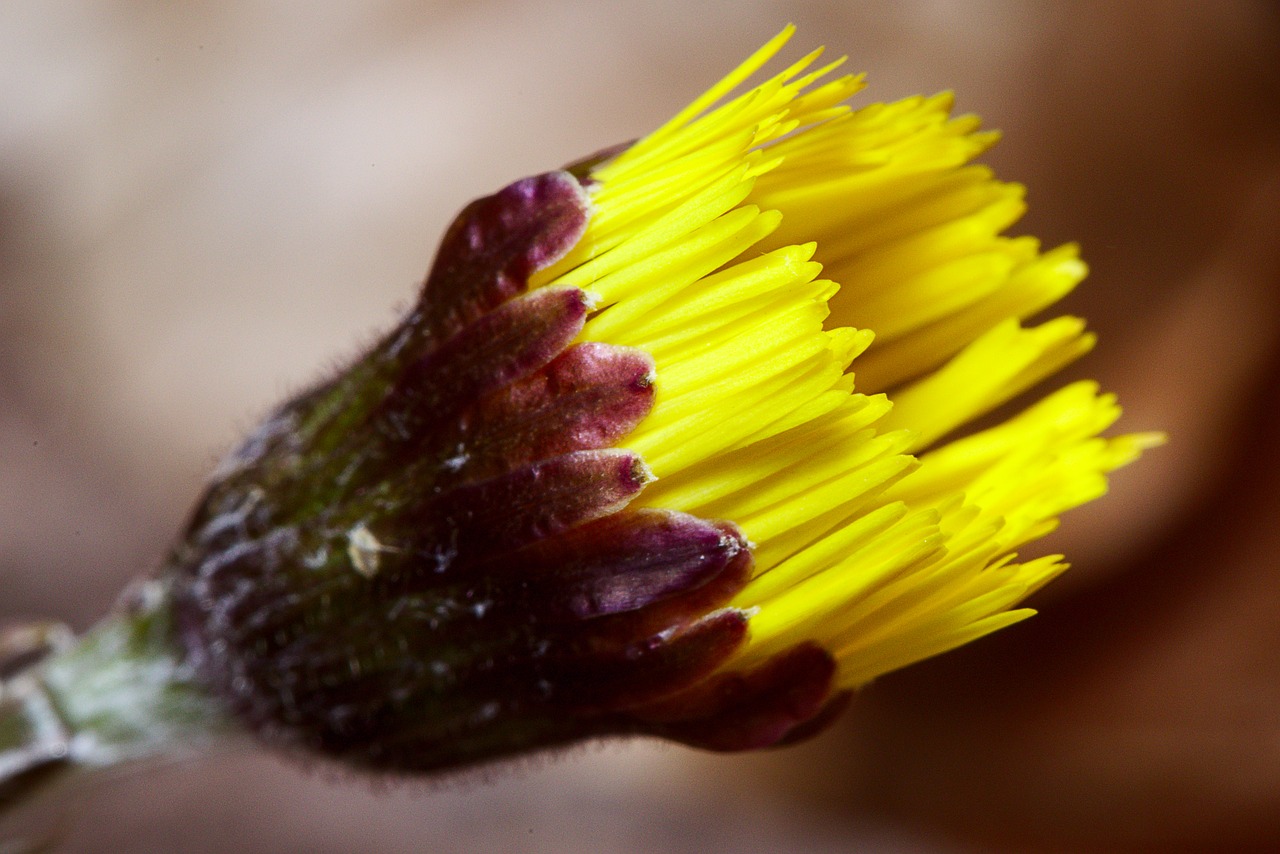 tussilago farfara  blossom  bloom free photo