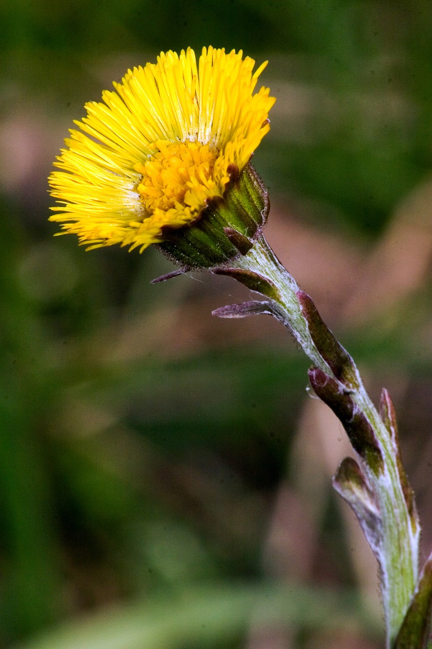 tussilago farfara flower spring flower free photo