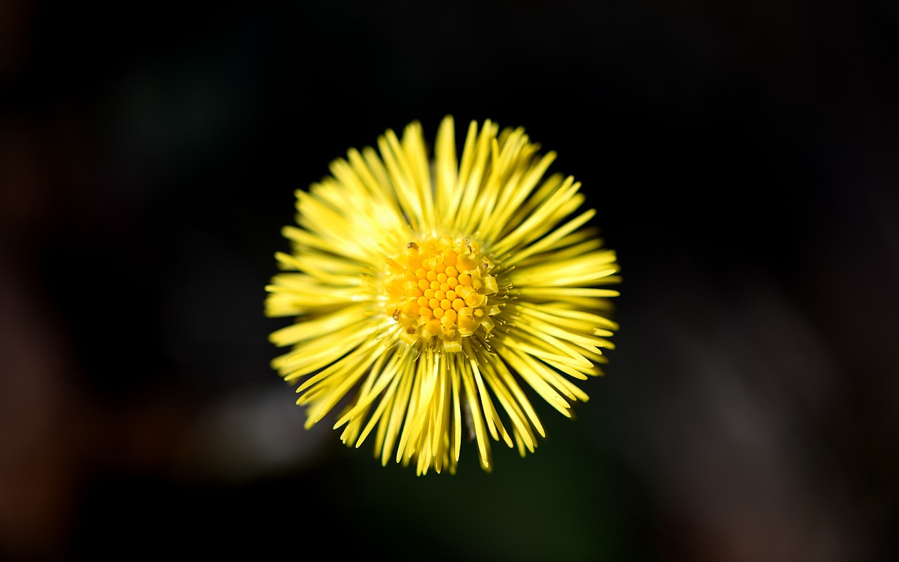 tussilago farfara flower plant free photo