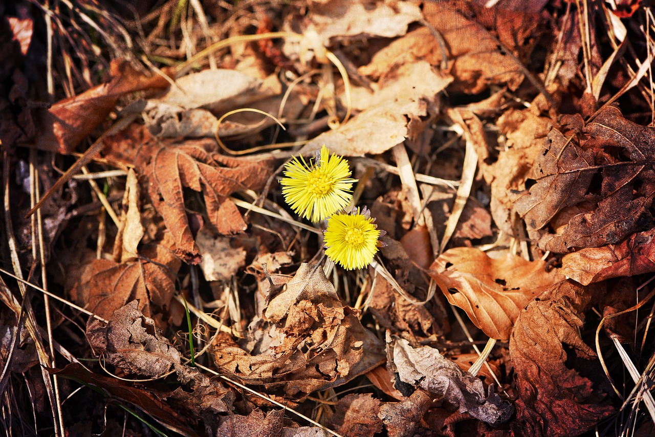 tussilago farfara flower yellow free photo