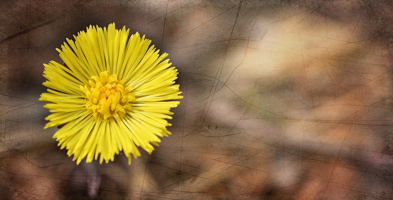 tussilago farfara flower plant free photo