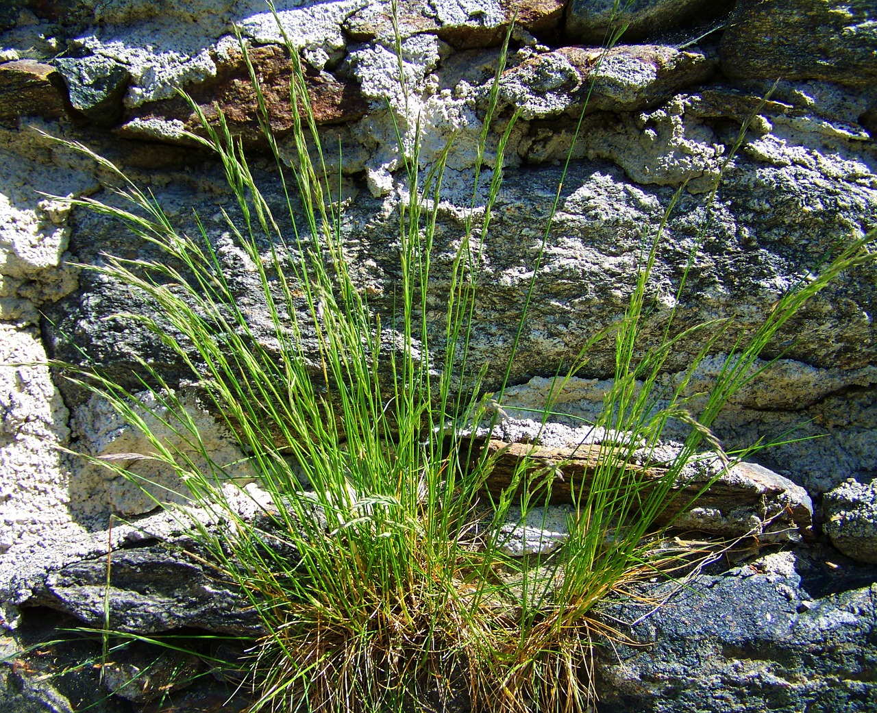 tussock rocks nature free photo