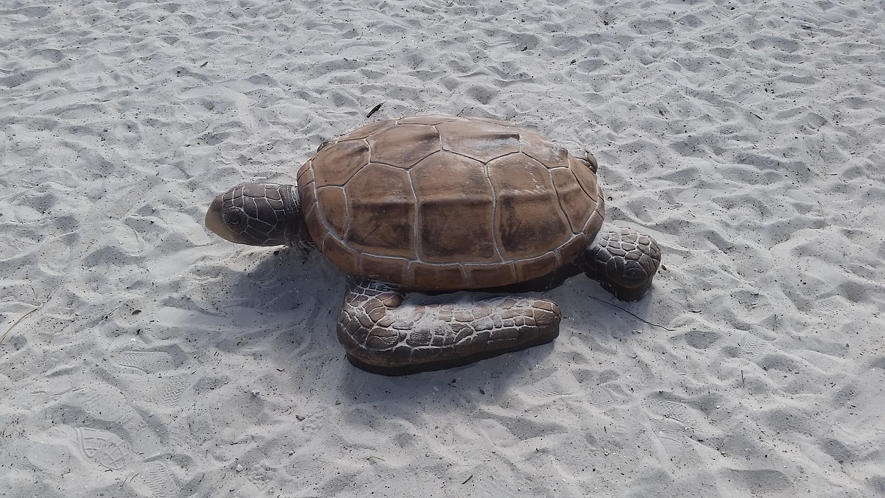 turtle sand ft myers beach free photo