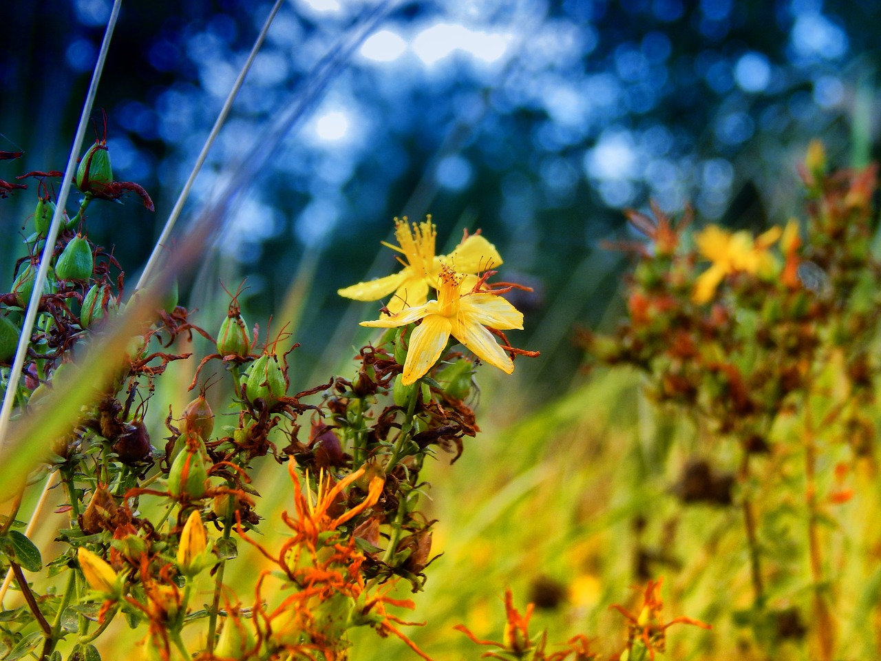 tutsan vulnerary plants grass free photo