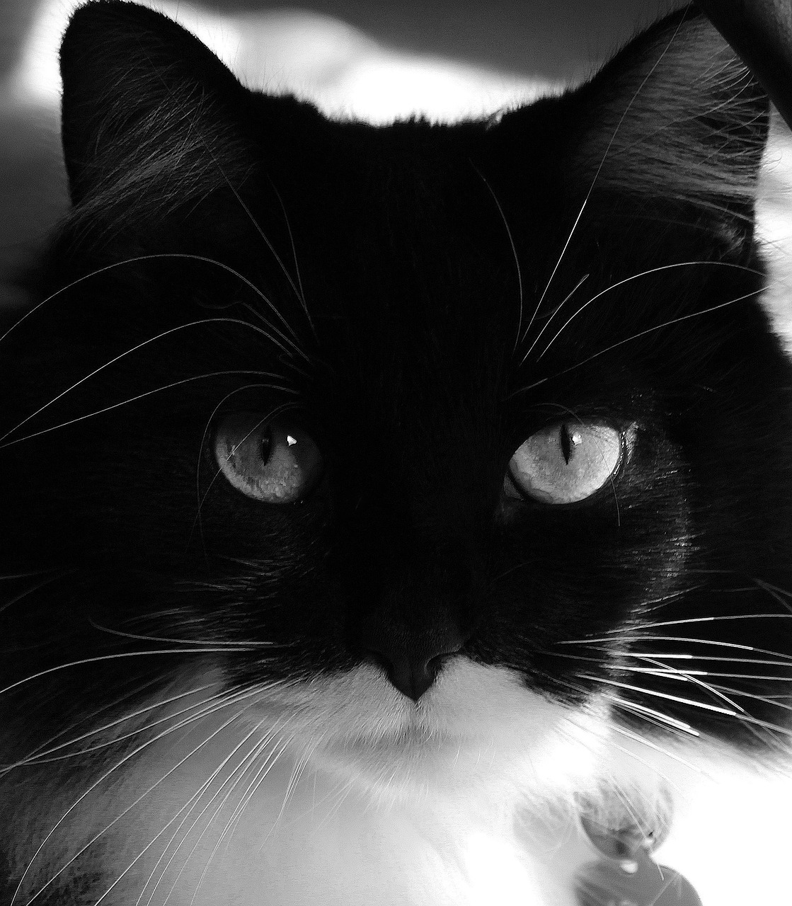 tuxedo zorro cat free photo